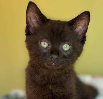Busch is a mush -  Bombay Cat for Adoption in Bedford Hills, New York - Busch Is A Mush | PetCurious