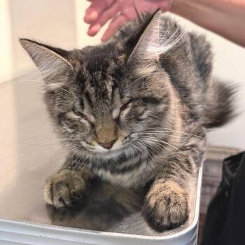 IVHS-Stray-144012 -  Domestic Medium Hair Cat for Adoption in San Gabriel, California - IVHS-Stray-144012 | PetCurious