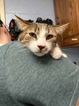 Rescue Domestic Short Hair Cats for Adoption in Lowell, Massachusetts - Barnabas | PetCurious