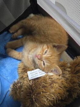 American Shorthair Cats Available for Adoption in Panama City, Florida - Piston Cat | PetCurious