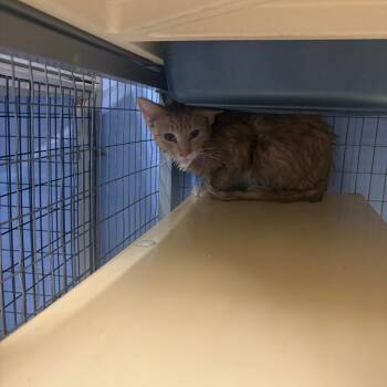 Domestic Short Hair Cats Available for Adoption - Zira | PetCurious