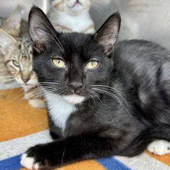 Shrimp -  Domestic Short Hair Cat for Adoption in Matteson, Illinois - Shrimp | PetCurious