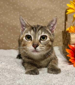 Bet -  Domestic Short Hair Cat for Adoption in Groveland, Massachusetts - Bet | PetCurious