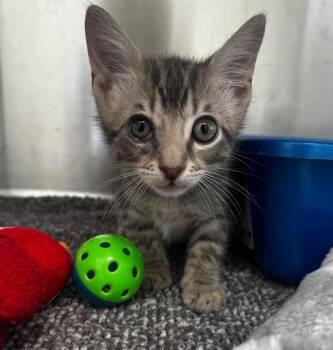 Roscoe -  Domestic Short Hair Cat for Adoption in Lake City, Arkansas - Roscoe | PetCurious
