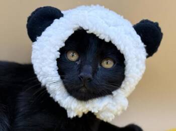 Luke -  Domestic Short Hair Cat for Adoption in Portland, Oregon - Luke | PetCurious