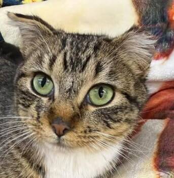 Domestic Short Hair Cats Available for Adoption - Omgee | PetCurious