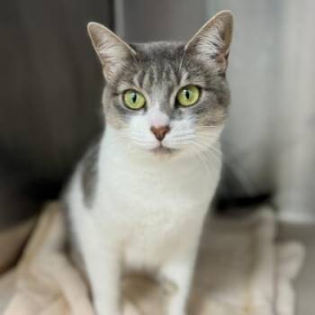 Tinker -  Domestic Short Hair Cat for Adoption in Atlanta, Georgia - Tinker | PetCurious