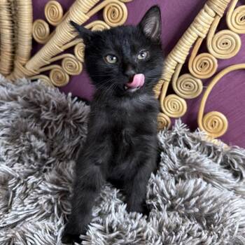 Cypress -  Domestic Short Hair Cat for Adoption in Chattanooga, Tennessee - Cypress | PetCurious