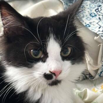 Cortland -  Domestic Long Hair Cat for Adoption in Indianapolis, Indiana - Cortland | PetCurious