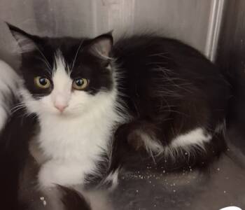 Rescue Domestic Short Hair Cats for Adoption in Tulare, California - Penny | PetCurious