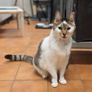 Domestic Short Hair Cats Available for Adoption - Charlie | PetCurious
