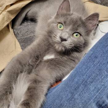 Valse -  Domestic Long Hair Cat for Adoption in Montreal, Quebec - Valse | PetCurious