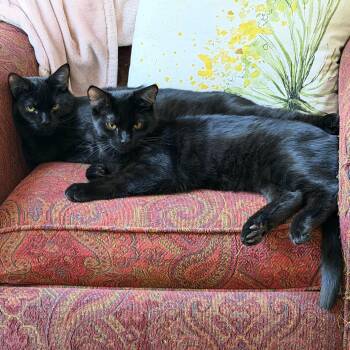Binx and Bear -  Domestic Short Hair Cat for Adoption in Winchester, Virginia - Binx And Bear | PetCurious