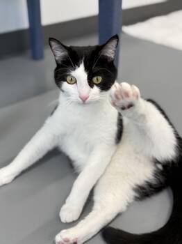 Domestic Short Hair Cats Available for Adoption in Kalamazoo, Michigan - Bandit | PetCurious