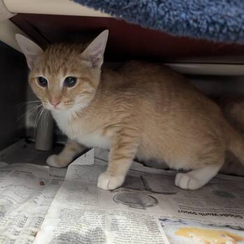 Domestic Short Hair Cats Available for Adoption in Springfield, Illinois - Cookie Monster  | PetCurious