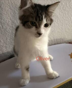 Oliver 2 -  Domestic Medium Hair Cat for Adoption in Riverside, California - Oliver 2 | PetCurious