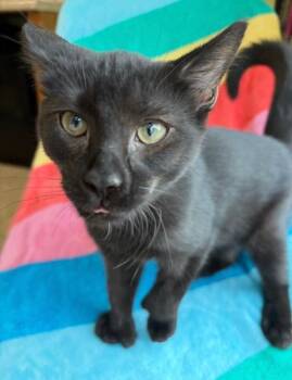 Twinkletoes -  Domestic Short Hair Cat for Adoption in Warren, Pennsylvania - Twinkletoes | PetCurious