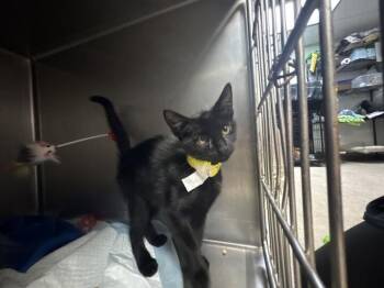 Tallahassee -  Domestic Short Hair Cat for Adoption in Cincinnati, Ohio - Tallahassee | PetCurious