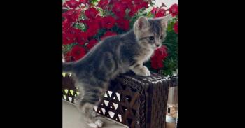 Duey -  Domestic Short Hair and Tabby Cat for Adoption in New Cumberland, West Virginia - Duey | PetCurious