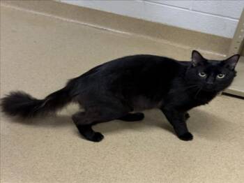 INDIGO -  Domestic Medium Hair Cat for Adoption in Derwood, Maryland - INDIGO | PetCurious