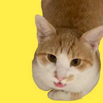 Ricardo -  Domestic Short Hair Cat for Adoption in Blue Ridge, Georgia - Ricardo | PetCurious