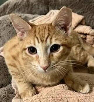 Rescue Domestic Short Hair Cats for Adoption in Pompano Beach, Florida - Mimosa 2025 | PetCurious