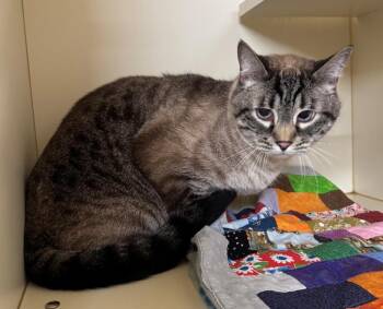BOBBY -  Domestic Short Hair Cat for Adoption in Hastings, Michigan - BOBBY | PetCurious