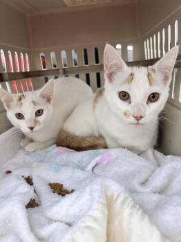 Domestic Short Hair Cats Available for Adoption in Toronto, Ontario - Charlee | PetCurious