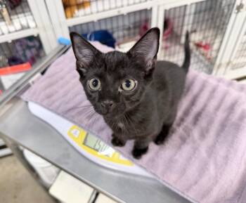 Mullet -  Domestic Short Hair Cat for Adoption in Raleigh, North Carolina - Mullet | PetCurious
