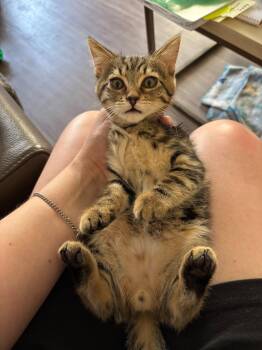 Zak -  Domestic Short Hair and Tabby Cat for Adoption in Glendale, Arizona - Zak | PetCurious