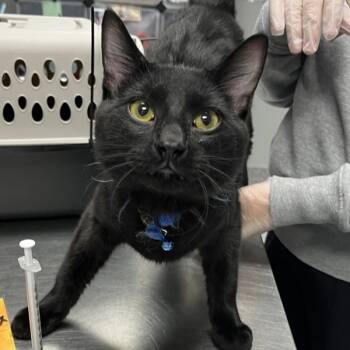 Rescue Domestic Short Hair Cats for Adoption in Des Moines, Iowa - Tully | PetCurious