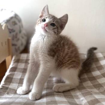 Domestic Short Hair Cats Available for Adoption in Rochester, Minnesota - Hi-att | PetCurious