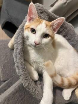 Rescue Domestic Short Hair Cats for Adoption in Gloucester, Massachusetts - Sicily - In Foster | PetCurious