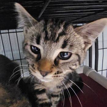 Clementine -  Domestic Short Hair Cat for Adoption in Columbus, North Carolina - Clementine | PetCurious