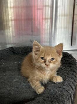 Mitch -  Domestic Short Hair and Tiger Cat for Adoption in Austin, Minnesota - Mitch | PetCurious