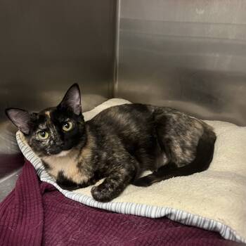 Rescue Domestic Short Hair Cats for Adoption in Los Angeles, California - Doctor Sashay | PetCurious