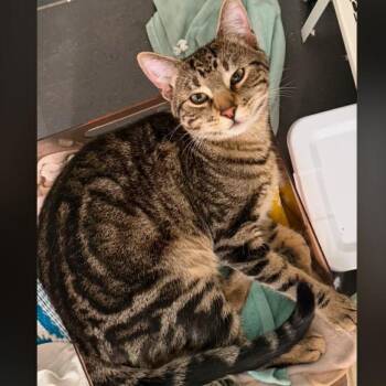 Mr. Rocky -  Domestic Short Hair Cat for Adoption in Wadena, Minnesota - Mr. Rocky | PetCurious