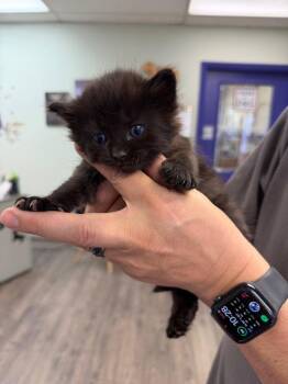 Domestic Short Hair Cats Available for Adoption in St. George, Utah - Sesame | PetCurious