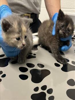 DIVA -  Domestic Short Hair Cat for Adoption in Derwood, Maryland - DIVA | PetCurious