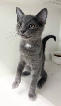 Rescue Domestic Short Hair Cats for Adoption in Rochester, Indiana - Bertie | PetCurious