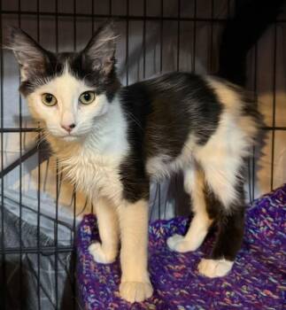 Pawmegranate *IN FOSTER* -  Domestic Long Hair Cat for Adoption in South Bend, Indiana - Pawmegranate *IN FOSTER* | PetCurious