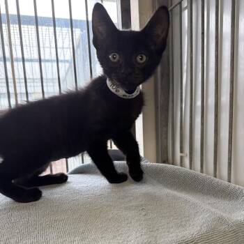 Harry -  Domestic Short Hair Cat for Adoption in Goleta, California - Harry | PetCurious