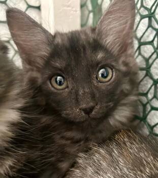 Moonbeam -  Maine Coon Cat for Adoption in Cottonwood, Arizona - Moonbeam | PetCurious