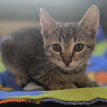 Lost Springs -  Domestic Short Hair Cat for Adoption in Dublin, California - Lost Springs | PetCurious