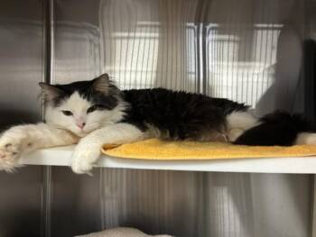 SHADIES -  Domestic Long Hair Cat for Adoption in Colorado Springs, Colorado - SHADIES | PetCurious