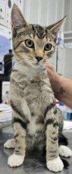Tasha -  Domestic Short Hair Cat for Adoption in Hillsdale, Indiana - Tasha | PetCurious