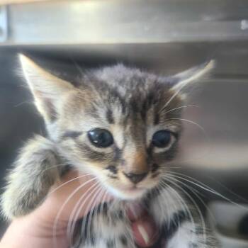 Rescue Domestic Short Hair Cats for Adoption in Hemet, California - Luke | PetCurious