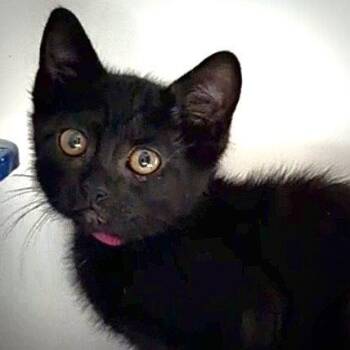 Aviva (bonded w/ Celine) -  Domestic Short Hair Cat Available for Adoption in Oakland, California - Aviva (bonded W/ Celine) | PetCurious