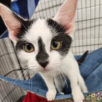 Anna -  Domestic Short Hair Cat for Adoption in Zanesville, Ohio - Anna | PetCurious