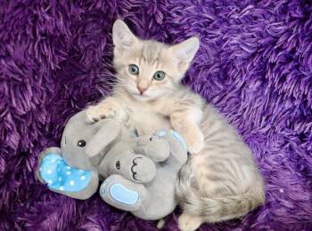 Tabby Cats Available for Adoption in St. Augustine, Florida - Juno | PetCurious